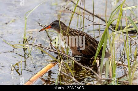 Il rai della Virginia (Rallus limicola) piccolo uccello d'acqua nella palude. Scena naturale dall'area protetta del Wisconsin. Foto Stock