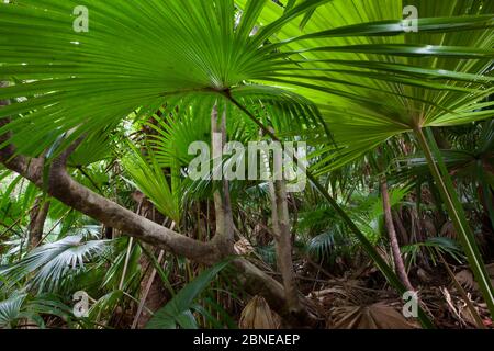 Palma (Trachycarpus fortunei) foglie e rami visti dal basso, specie introdotte, Isola di Yakushima, Giappone, novembre. Foto Stock