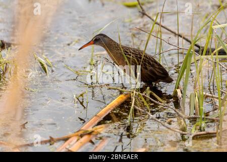 Il rai della Virginia (Rallus limicola) piccolo uccello d'acqua nella palude. Scena naturale dall'area protetta del Wisconsin. Foto Stock