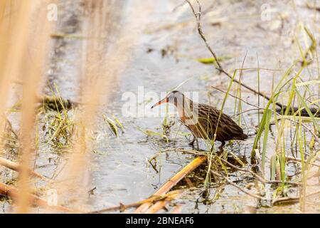 Il rai della Virginia (Rallus limicola) piccolo uccello d'acqua nella palude. Scena naturale dall'area protetta del Wisconsin. Foto Stock