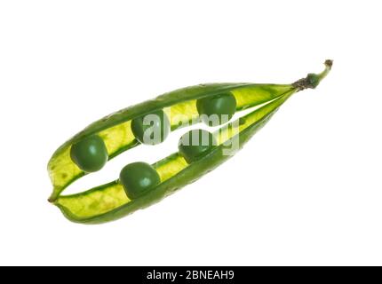 Comune piselli (Pisum sativum) in pod che mostra disposizione di imballaggio alternativa, studio shot, UK Foto Stock