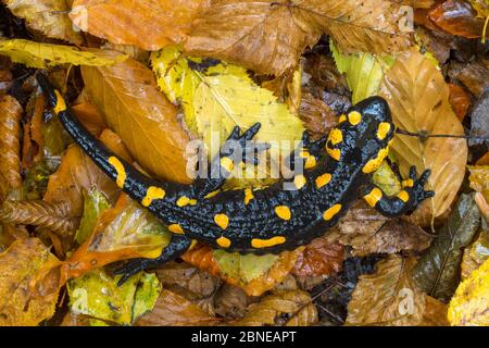 Fuoco / Salamandra europea (Salamandra salamandra) Parco Nazionale dei Laghi di Plitvice, Croazia. Novembre. Foto Stock