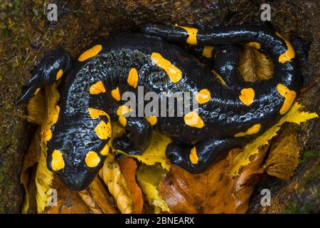 Fuoco / Salamandra europea (Salamandra salamandra) Parco Nazionale dei Laghi di Plitvice, Croazia. Novembre. Foto Stock