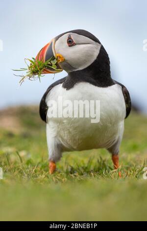 Fieno Atlantico (Fratercla artica) raccogliendo l'erba per il suo nido. Isola di lunga, Isole Treshnish, Scozia, giugno. Foto Stock