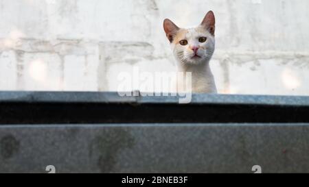 Un gatto bianco sbircie dal tetto direttamente nella telecamera. Foto Stock