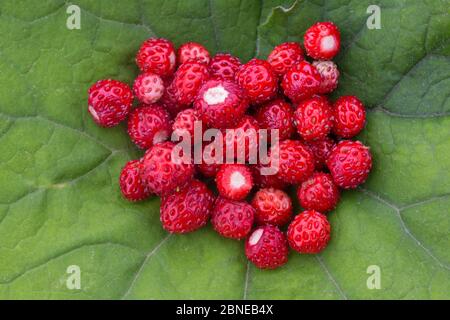 Fragole selvatiche (Fragaria vesca) raccolte e messe in foglia, Alpi Giulie, Slovenia, luglio. Foto Stock