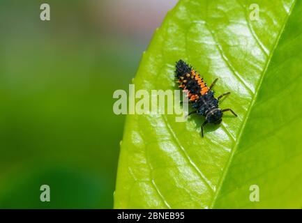 Harlequin Ladybird, Harmonia Axyridis, Larva su una foglia Foto Stock