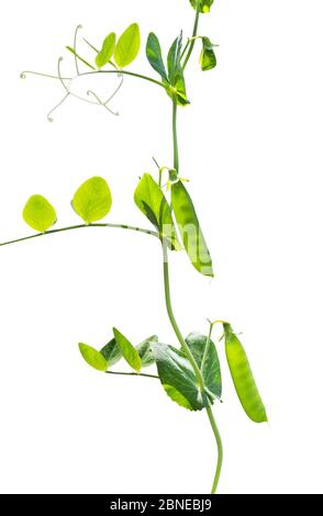 Piselli pianta. Cialde di piselli verdi giovani. Piselli dolci (pisum sativum). Ramo di pisello verde su sfondo bianco. Foto Stock