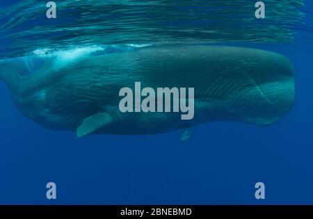 Spermatozoi maschi (Physeter macrocephalus) con mandibola inferiore deformata. Isola di Pico, Azzorre, Portogallo. Maggio. Foto Stock