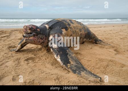 Tartaruga di leatherback (Dermochelys coriacea) sulla spiaggia, Fonte da Telha, Portogallo, novembre. Foto Stock