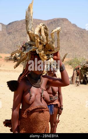 Donne Himba che portano legno sulla testa durante la stagione secca, Valle Marienfuss, deserto Kaokoland, Namibia. Ottobre 2015 Foto Stock
