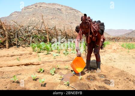 Himba donna annaffiatura il suo raccolto di mais durante la stagione secca, Marienfluss Valley, Kaokoland Desert, Namibia. Ottobre 2015 Foto Stock
