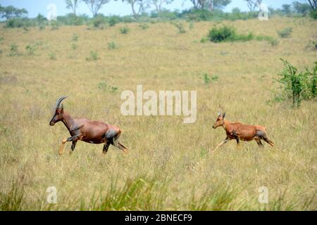 Topi (Damaliscus lunatus jimela), giovane e femmina che corre nella savana, Akagera National Park, Ruanda. Foto Stock