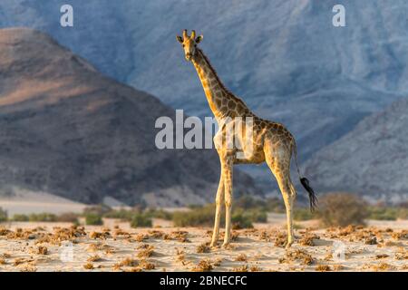 Giraffa reticolata (Giraffa camelopardalis), che abita la giraffa desertica a Damaraland, Namibia Foto Stock