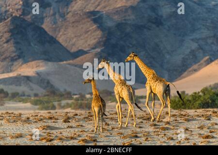 Giraffe reticulate (Giraffa camelopardalis) che abitano giraffe desertiche a Damaraland, Namibia Foto Stock