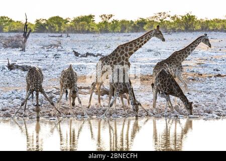 Giraffe reticolato (Giraffa camelopardalis), per piccoli gruppi che beve al crepuscolo, al Parco Nazionale di Etosha, Namibia. Foto Stock