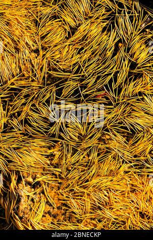 Aghi di larice occidentale (Larix occidentalis) galleggianti sulla superficie del tarn, l'area dei laghi incantatori, la natura dei laghi alpini, Okanogan Wenatchee National F Foto Stock