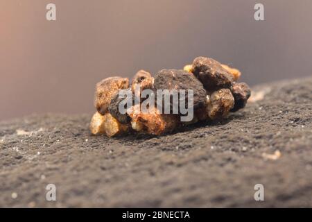 Caddisfly pupa (Trichoptera) all'interno della sua custodia protettiva attaccata ad una pietra, Europa, maggio. Condizioni controllate. Foto Stock