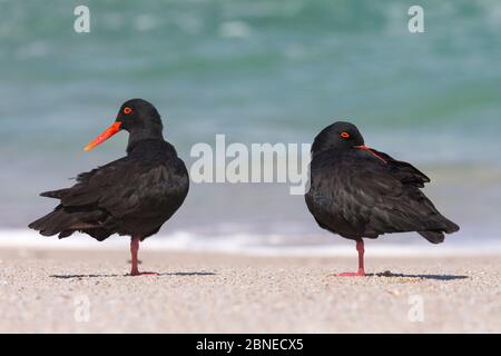 Ostriche africane (nere) (Haematopus moquini) due riposanti sulla spiaggia, De Hoop Nature Reserve, Capo Occidentale, Sudafrica Foto Stock