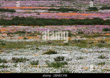 Molla di fiori selvatici, Postberg sezione, West Coast National Park, Western Cape, Sud Africa, Settembre 2015 Foto Stock