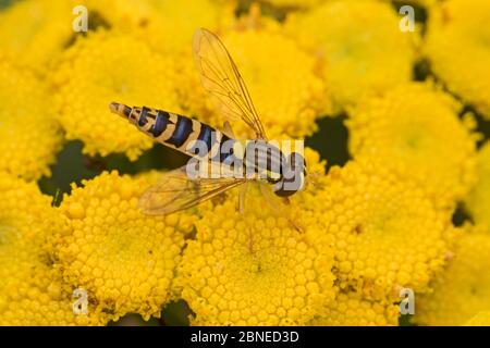 Volata lunga (Scripta di Sphaerophoria) che si nutre di fiori di Tansy (vulgare di Tanacetum), Brockley, Lewisham, Londra, Inghilterra, luglio. Foto Stock