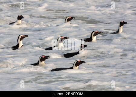 Pinguini africani (Speniscus demersus) nel surf nuotare fuori Foxy Beach, Table Mountain National Park, Simon's Town, Città del Capo, Sud Africa, Foto Stock