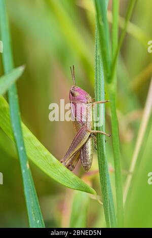 Femmina di cavalletta di Prato (Chorthippus parallelus) su erba, variazione di colore pinkish, Sutcliffe Park Nature Reserve, Eltham, Londra, Inghilterra, giugno. Foto Stock