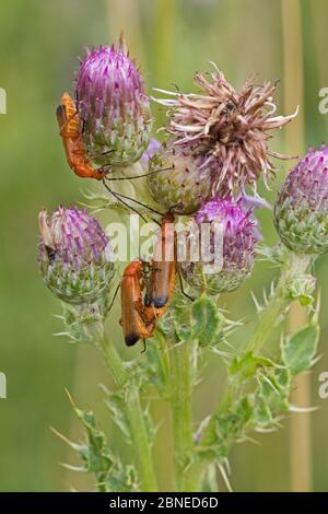 Tre comuni barbabietole rosse soldato (Rhagonycha fulva) sul thistle, Sutcliffe Park Nature Reserve, Eltham, Londra, Inghilterra, luglio. Foto Stock