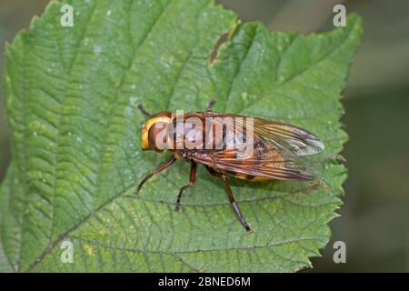 Hoverfly maschile Hornet-mimic (Volucella zonaria) su foglia, Brockley Cemetery, Lewisham, Londra, Inghilterra, luglio. Foto Stock