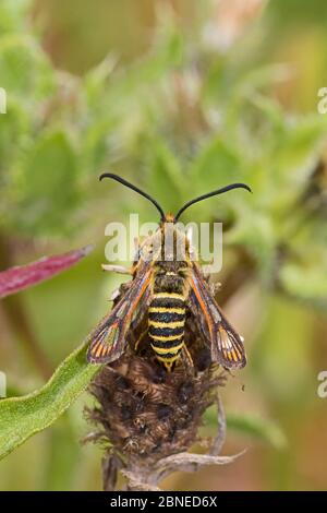 Le donne che si sono sradute a sei cinture (Bembecia ichneumoniformis) che depongono le uova, Sutcliffe Park Nature Reserve, Eltham, Londra, Inghilterra, luglio. Foto Stock