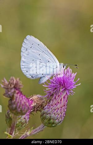 Maschio Holly farfalla blu (Celastrina argiolus) su strisciante fiore di cardo, Brockley Cemetery, Lewisham, Londra, Inghilterra, luglio. Foto Stock