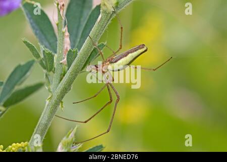 Femmina Stretch Spider / Long Jawed orb weaver (Tetragnatha extensa) su stelo, Sutcliffe Park Nature Reserve, Eltham, Londra, Inghilterra, giugno. Foto Stock