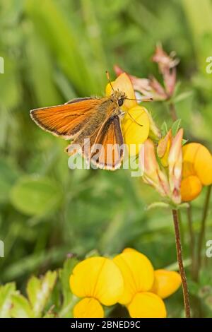 Maschio farfalla piccolo skipper (Thymelicus sylvestris) che si nuoce al trifoglio del piede di uccello (loto corniculatus) fiore, Brockley Cemetery, Lewisham, Londra, Foto Stock