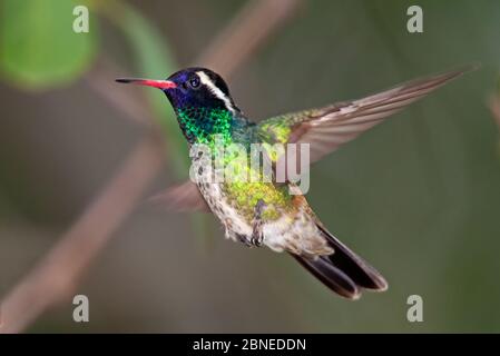 Colibrì bianco (Basilinna leucotis) maschio, volante, Milpa alta Forest, Messico, maggio Foto Stock