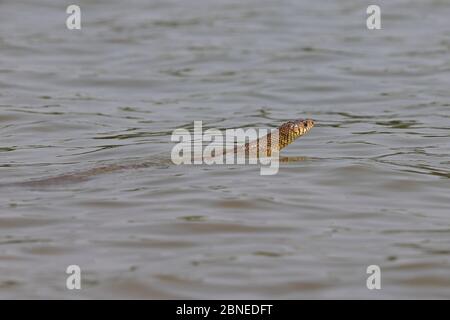 Oriental Rat Snake (Ptyas mucosa) nuoto, Goa India Foto Stock