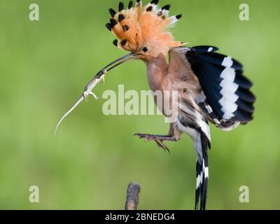 Atterraggio degli hoopoe (Upupa epps), con preda di lucertole, Parco Nazionale di Kiskunsagi, Pusztaszer, Ungheria. Maggio. Foto Stock