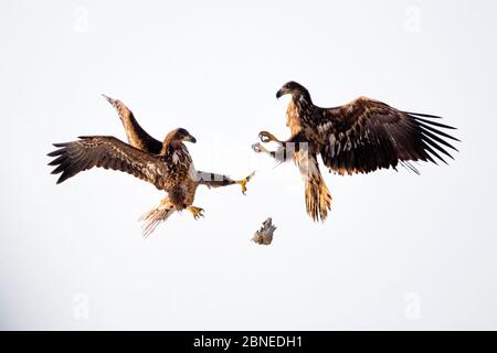 Giovani aquile di mare dalla coda bianca (Haliaetus albicilla) che lottano per i pesci in aria media, lago csaj, Kiskunsagi National Park, Ungheria. Febbraio. Foto Stock