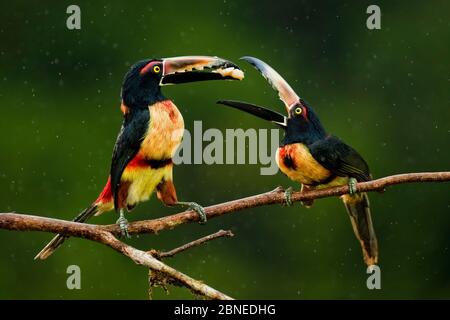 Aracari (Pteroglossus torquatus) due arroccati, forse alimentazione di corteggiamento, Costa Rica. Foto Stock