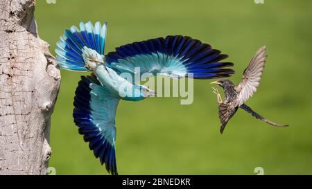 European Roller (Coracias garrulus) lotta con Starling (Sturnus vulgaris) in volo, Lago csaj, Pusztaszer, Parco Nazionale di Kiskunsagi, Ungheria, Feb Foto Stock