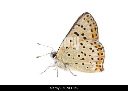 Farfalla di rame di soia (Lycaena tityrus) adulto, Francia, maggio, Meetyourneighbors.net progetto Foto Stock