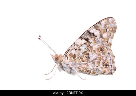 Painted lady butterfly (Vanessa Cardui) adulta, Francia, maggio, Meetyourneighbors.net progetto Foto Stock