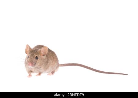 House mouse (Mus musculus) adulto, Paesi Bassi, novembre, Meetyourneighbors.net progetto Foto Stock