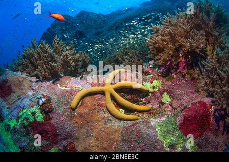 Stella blu del mare (Linckia laevigata), variazione di colore giallo. Mare delle Andamane, Thailandia. Foto Stock