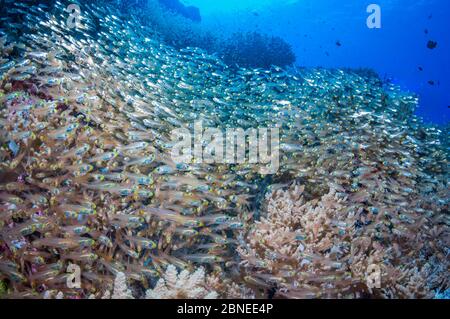 Spazzatrici Pigmy (Parapriacanthus ransonetti) sul pendio della barriera corallina. Mare delle Andamane, Thailandia. Foto Stock