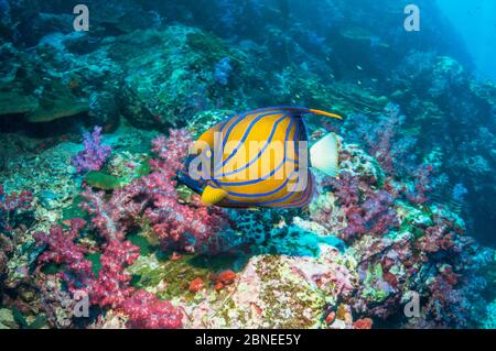 Pesce farfalla con anello blu (Pomacanthus annularis) che nuotano su coralli morbidi. Mare delle Andamane, Thailandia. Foto Stock