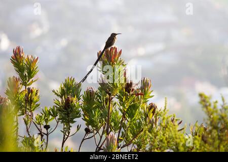 Il capo sugarbird (Promerops cafer) sulla macchia Protea una delle specie di uccelli endemiche al bioma di Fynbos, Table Mountain, Sudafrica Foto Stock