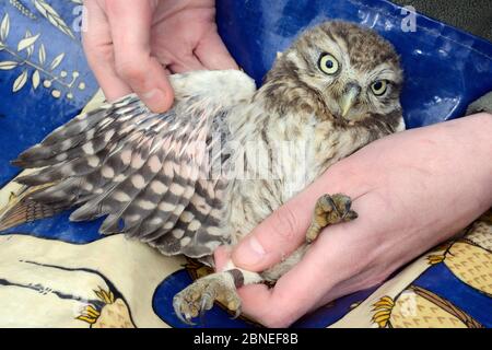 Piccolo pulcino di gufo (Athene noctua) con un'ala ben sviluppata tenuto aperto per controllare lo sviluppo primario di piuma dopo squillare durante un'indagine di nestbox, Wilt Foto Stock