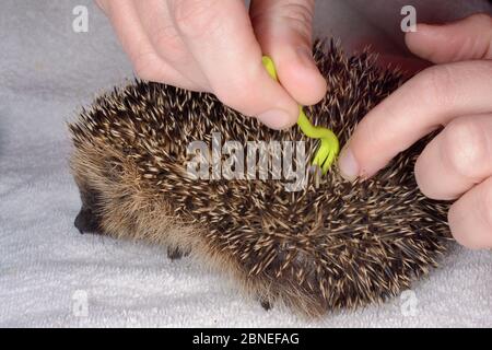 Tick hedgehog (Ixodes hexagonus) rimosso con un gancio di rimozione di tick da un giovane Hedgehog orfano (Erinaceus europaeus) in un centro di salvataggio, Cornw Foto Stock