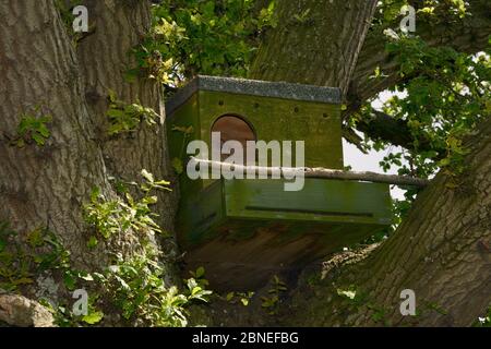 Scatola di accortamento di fienile (Tyto alba) in un albero di quercia, Wiltshire, Regno Unito, giugno. Foto Stock