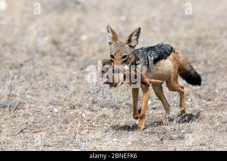 Jackal con il supporto nero (Canis mesomelas schmidti ) con la testa di un dik-dik di Kirk (Madoqua kirkii) Samburu Game Reserve, Kenya, Africa. Agosto. Foto Stock